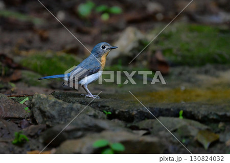 東南アジアの熱帯雨林で見られる美しい青とオレンジの小鳥、インドシナヒメアオヒタキ 130824032
