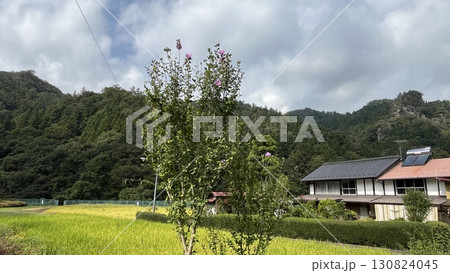 夏の緑の中に佇む小屋 夏の緑の中に佇む小屋 130824045