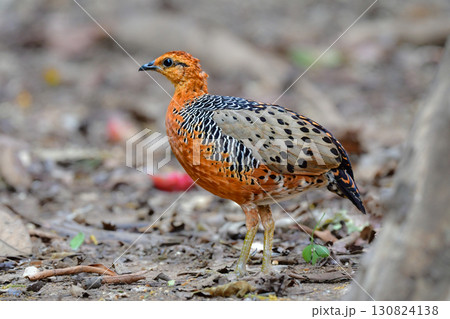 東南アジアの熱帯雨林で見られるオレンジの美しいウズラの仲間の鳥、アカチャシャコ 130824138