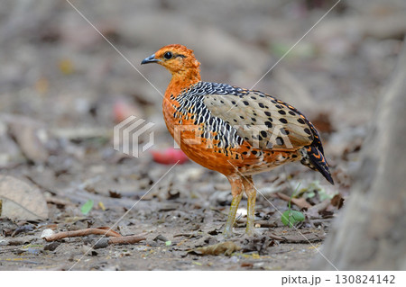 東南アジアの熱帯雨林で見られるオレンジの美しいウズラの仲間の鳥、アカチャシャコ 130824142