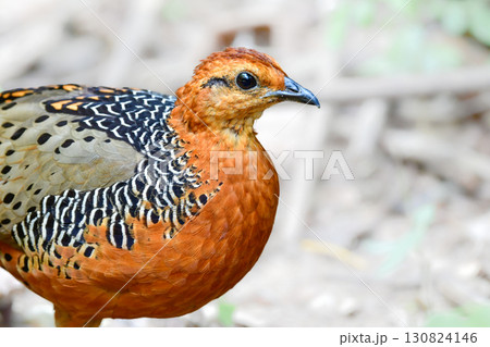 東南アジアの熱帯雨林で見られるオレンジの美しいウズラの仲間の鳥、アカチャシャコ 130824146