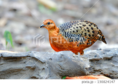 東南アジアの熱帯雨林で見られるオレンジの美しいウズラの仲間の鳥、アカチャシャコ 130824147