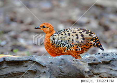 東南アジアの熱帯雨林で見られるオレンジの美しいウズラの仲間の鳥、アカチャシャコ 東南アジアの熱帯雨林で見られるオレンジの美しいウズラの仲間の鳥、アカチャシャコ 130824148