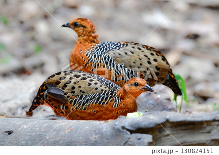 東南アジアの熱帯雨林で見られるオレンジの美しいウズラの仲間の鳥、アカチャシャコ 130824151