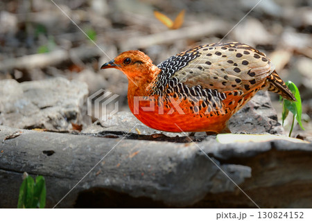 東南アジアの熱帯雨林で見られるオレンジの美しいウズラの仲間の鳥、アカチャシャコ 130824152