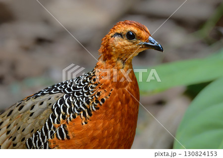 東南アジアの熱帯雨林で見られるオレンジの美しいウズラの仲間の鳥、アカチャシャコ 130824153