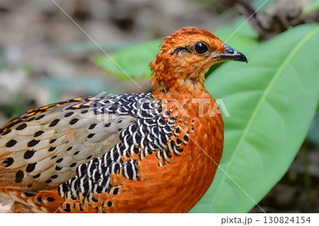 東南アジアの熱帯雨林で見られるオレンジの美しいウズラの仲間の鳥、アカチャシャコ 130824154