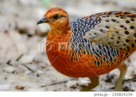 東南アジアの熱帯雨林で見られるオレンジの美しいウズラの仲間の鳥、アカチャシャコ 東南アジアの熱帯雨林で見られるオレンジの美しいウズラの仲間の鳥、アカチャシャコ 130824156