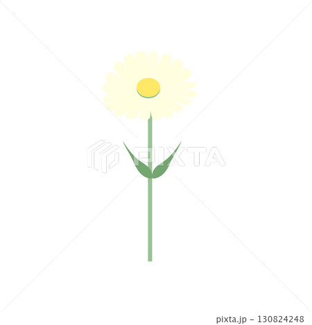シンプルな一輪のマーガレット 130824248