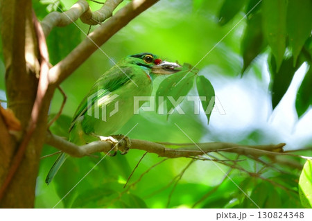 タイなど東南アジアの熱帯雨林で見られる緑色の美しい野鳥、クロヒゲゴシキドリ 130824348