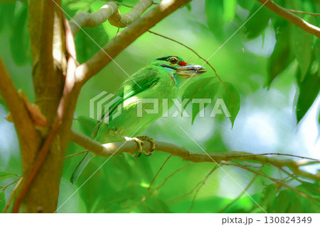 タイなど東南アジアの熱帯雨林で見られる緑色の美しい野鳥、クロヒゲゴシキドリ 130824349