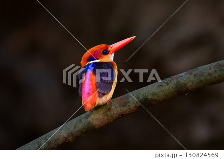 東南アジアの熱帯雨林で見られる赤と紫のとても美しい野鳥、ミツユビカワセミ 130824569