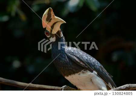 タイなど、東南アジアの熱帯雨林で見られる大きな森林性の鳥、カササギサイチョウ 130824805