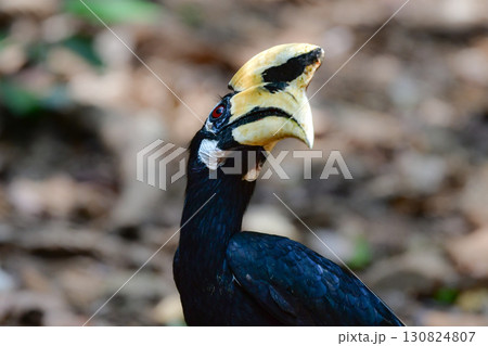 タイなど、東南アジアの熱帯雨林で見られる大きな森林性の鳥、カササギサイチョウ 130824807