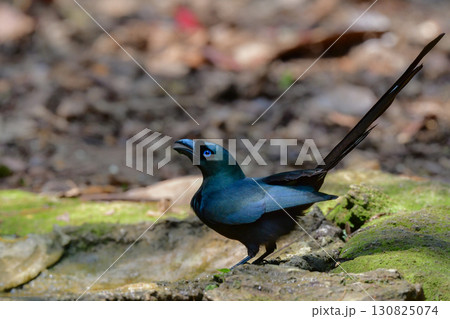 タイなど、東南アジアの熱帯雨林で見られる黒い森林性の鳥、クロラケットオナガ 130825074