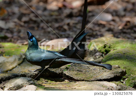 タイなど、東南アジアの熱帯雨林で見られる黒い森林性の鳥、クロラケットオナガ 130825076