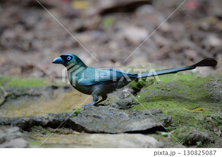 タイなど、東南アジアの熱帯雨林で見られる黒い森林性の鳥、クロラケットオナガ 130825087