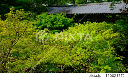 新緑の東福寺通天橋 130825272