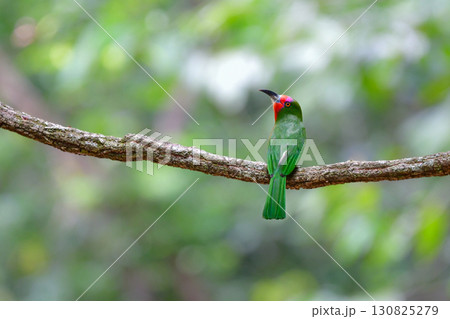 タイなど、東南アジアの熱帯雨林で見られる赤と緑とピンクの美しいムネアカハチクイ タイなど、東南アジアの熱帯雨林で見られる赤と緑とピンクの美しいムネアカハチクイ 130825279