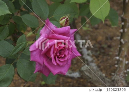 バラ 130825296