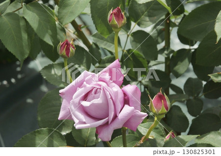 バラ 130825301