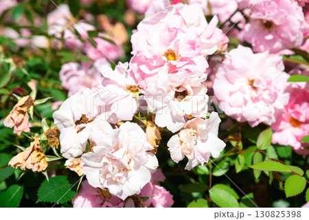 Pink John Davis roses captured in close detail, hybrid kordesii variety, delicate petals glowing in natural garden light, symbol of romance. Pink John Davis roses captured in close detail, hybrid kordesii variety, delicate petals glowing in natural garden light, symbol of romance. 130825398