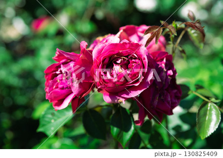 Branch of Eric Tabarly fuchsia roses with  blooms close-up in sunlight, fully double petals, French climbing rose full of charm. 130825409