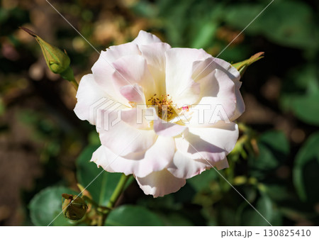 Close-up of Charles Aznavour rose, delicate white petals with pink shades unfolding gracefully, natural beauty in bloom. Close-up of Charles Aznavour rose, delicate white petals with pink shades unfolding gracefully, natural beauty in bloom. 130825410