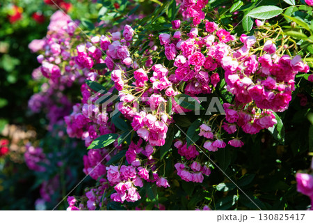 Side view of Watburg rambler rose branches with clusters of pink blossoms, soft petals and greenery shining in warm summer sunlight. Side view of Watburg rambler rose branches with clusters of pink blossoms, soft petals and greenery shining in warm summer sunlight. 130825417