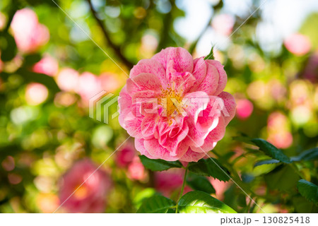 Beautiful Camelot rose large flowered climber with pink speckled petals and yellow center blooming in a sunny garden with green leaves. 130825418