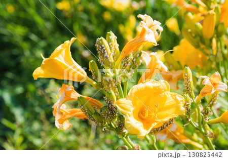 Macro view of yellow daylily buds covered with white aphids in a green garden, highlighting insect infestation and plant pest control issues. 130825442