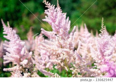 Soft pink plumes of Astilbe blooming in summer garden, delicate flowers create a dreamy texture with lush green background and gentle sunlight. Soft pink plumes of Astilbe blooming in summer garden, delicate flowers create a dreamy texture with lush green background and gentle sunlight. 130825447