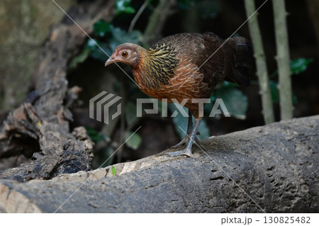 東南アジアの熱帯雨林で見られる美しいニワトリのような野鳥、セキショクヤケイ 130825482