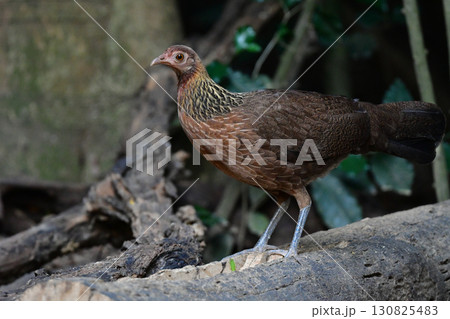 東南アジアの熱帯雨林で見られる美しいニワトリのような野鳥、セキショクヤケイ 130825483