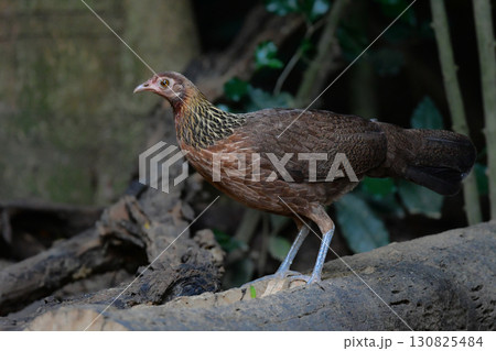 東南アジアの熱帯雨林で見られる美しいニワトリのような野鳥、セキショクヤケイ 130825484