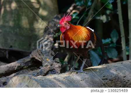 東南アジアの熱帯雨林で見られる美しいニワトリのような野鳥、セキショクヤケイ 130825489