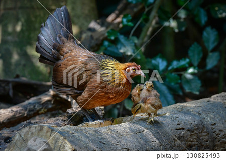 東南アジアの熱帯雨林で見られる美しいニワトリのような野鳥、セキショクヤケイ 130825493