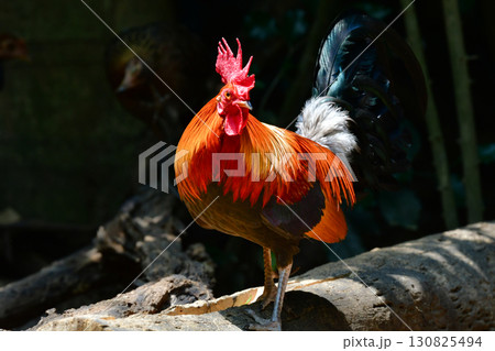 東南アジアの熱帯雨林で見られる美しいニワトリのような野鳥、セキショクヤケイ 130825494