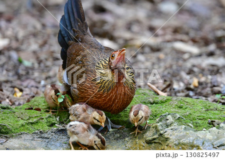 東南アジアの熱帯雨林で見られる美しいニワトリのような野鳥、セキショクヤケイ 130825497