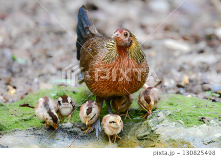 東南アジアの熱帯雨林で見られる美しいニワトリのような野鳥、セキショクヤケイ 東南アジアの熱帯雨林で見られる美しいニワトリのような野鳥、セキショクヤケイ 130825498
