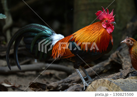 東南アジアの熱帯雨林で見られる美しいニワトリのような野鳥、セキショクヤケイ 130825500