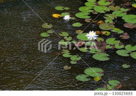 梅雨で睡蓮が咲く八条池 130825693