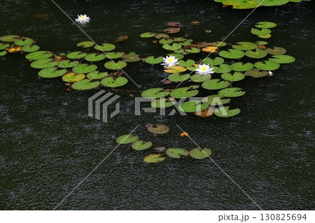 梅雨で睡蓮が咲く八条池 梅雨で睡蓮が咲く八条池 130825694