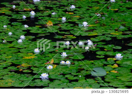 梅雨で睡蓮が咲く八条池 130825695