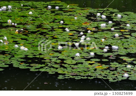 梅雨で睡蓮が咲く八条池 130825699