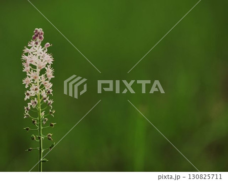 ツルボのピンクの花のクローズアップ 130825711