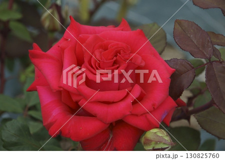 バラ 130825760