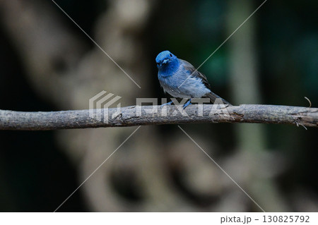 タイなど東南アジアの熱帯雨林で見られる青い美しい野鳥、クロエリヒタキ 130825792
