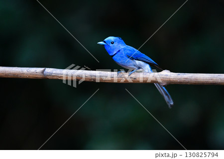 タイなど東南アジアの熱帯雨林で見られる青い美しい野鳥、クロエリヒタキ 130825794