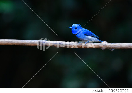 タイなど東南アジアの熱帯雨林で見られる青い美しい野鳥、クロエリヒタキ 130825796